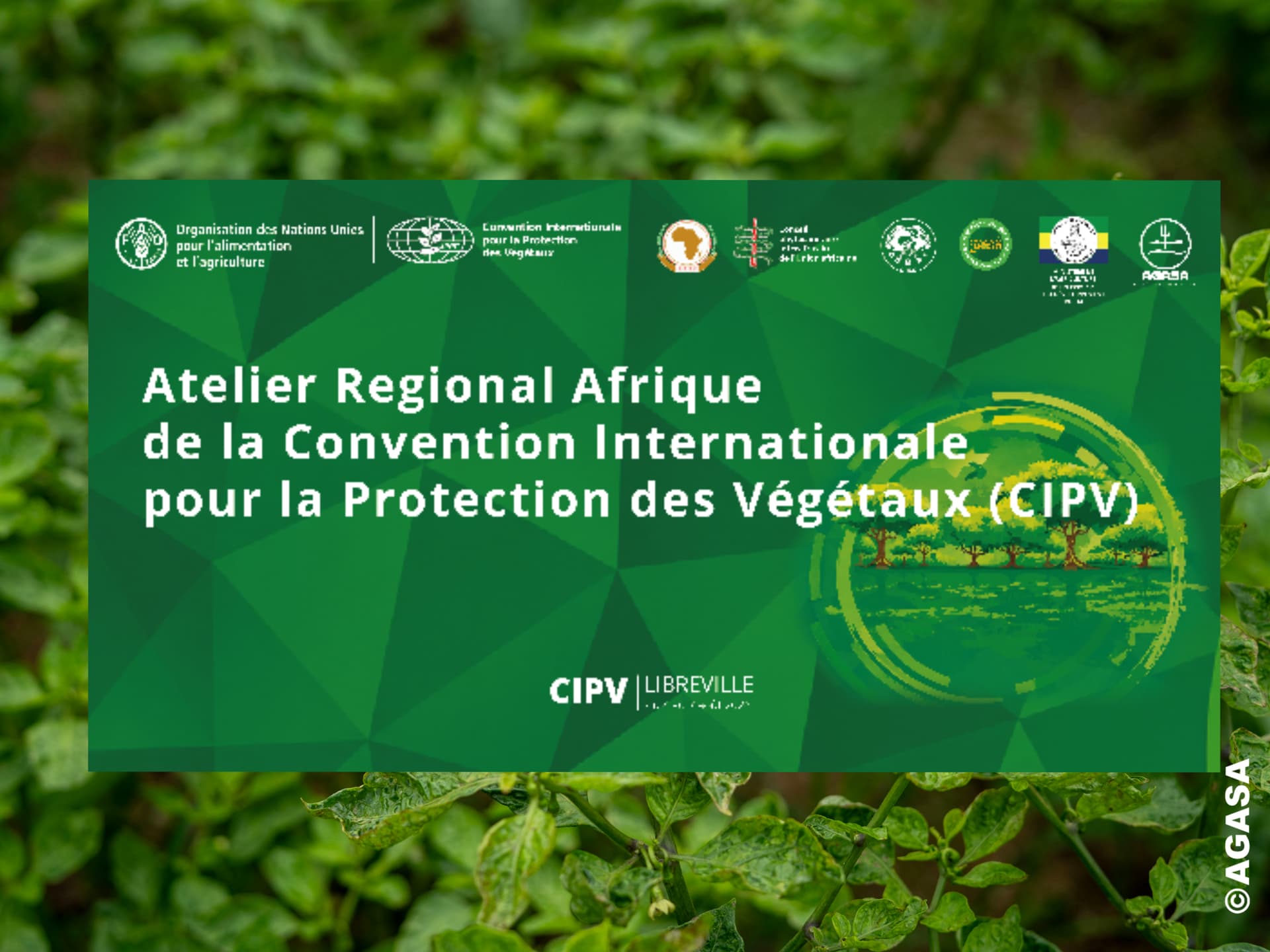 Le Gabon au cœur de la coopération phytosanitaire africaine avec l’accueil de l’Atelier régional Afrique de la CIPV